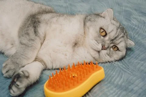 Cat lying rests on a bed next to a yellow brush during the afternoon in an in Stock Photos