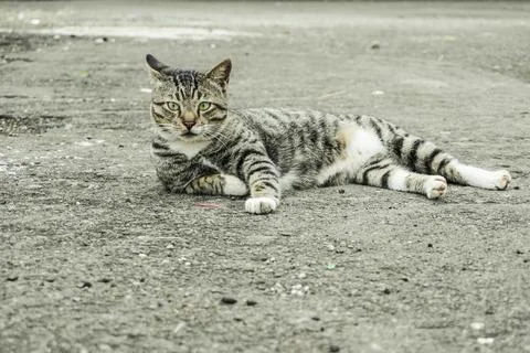 Cat lying on the road Stock Photos