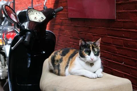 Cat lying in a scooter Stock Photos