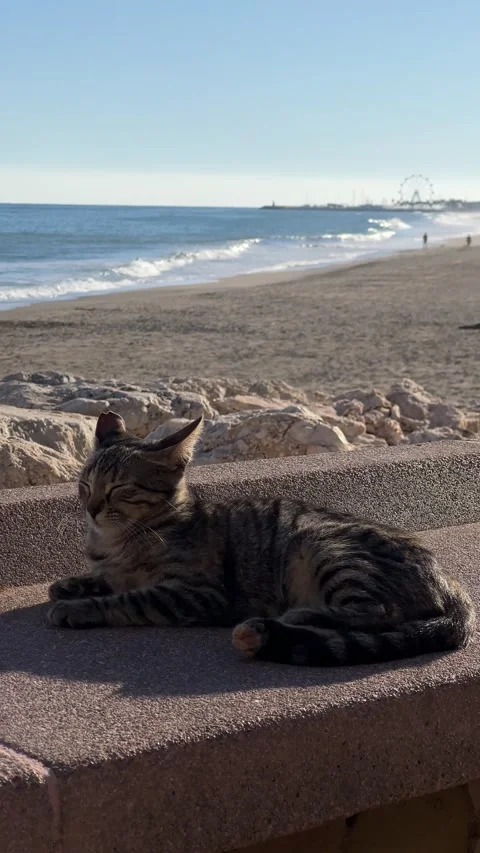 Cat lying at seafront in Torremolinos, Malaga, Spain. Vertical video Stock Footage 240921493