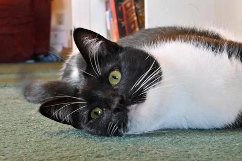 Cat lying on Side Stock Photos