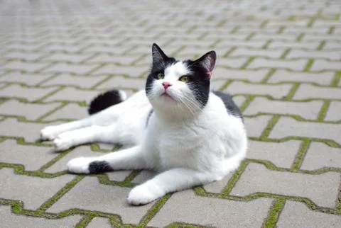 Cat lying on the sidewalk Stock Photos