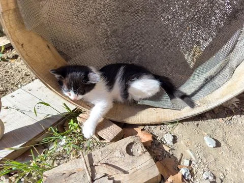 Cat lying in the sieve Fotos Stock