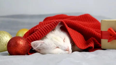 Cat lying sleeping on bed at home in red sweater,Christmas, New Year Stock Footage 282507596