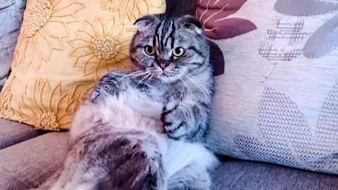 Cat lying on the sofa and chill Vídeo Stock 313931339