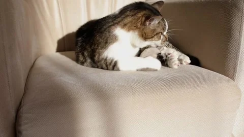 Cat lying on sofa and playing. Stock Footage 234074653