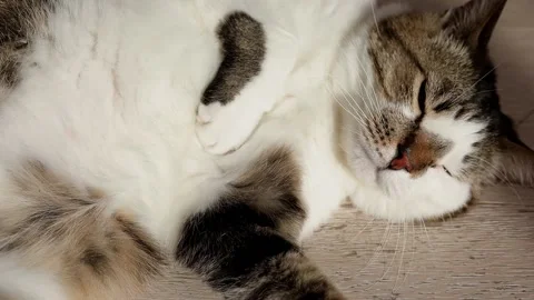 Cat lying on sofa and smiling. Stock Footage 234074636