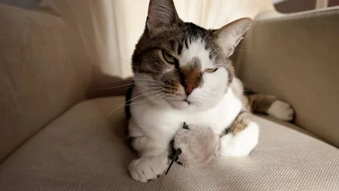 Cat lying on sofa and smiling. Stock Footage 234074704