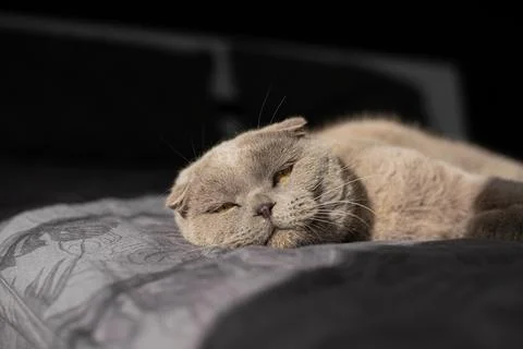 Cat lying on sofa and smiling. Foto stock