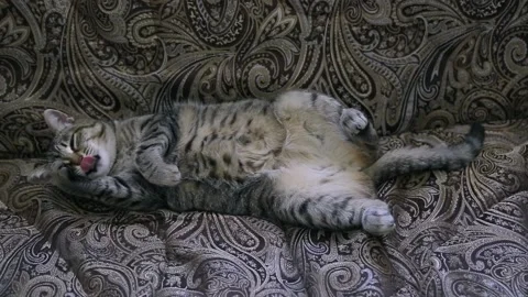 The cat is lying on the sofa and washing. The cat licks its paws and fur. Vídeos de archivo 134593275