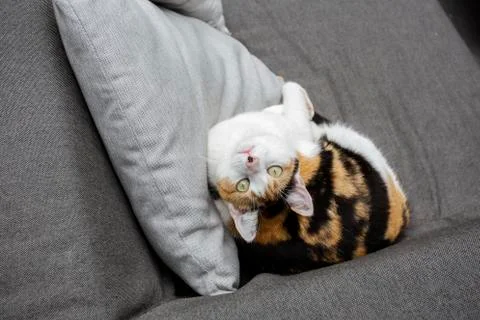 Cat lying on the sofa beautiful green eyes, pets portrait close-up Stock Photos