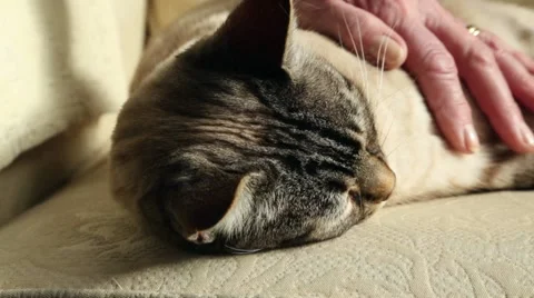 Cat lying on sofa being stroked by woman's hand Stock Footage 22336500
