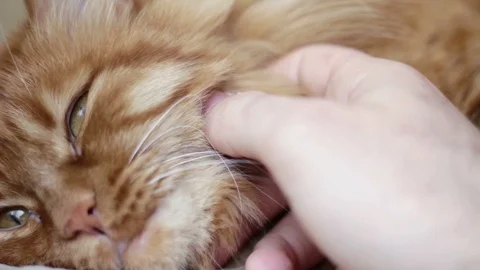 Cat Lying On Sofa Being Stroked By Man's Hand Video stock 87094297