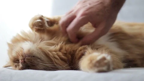 Cat Lying On Sofa Being Stroked By Man's Hand 스톡 동영상 96239842