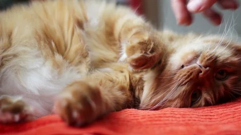 Cat Lying On Sofa Being Stroked By Man's Hand Stock Footage 98975426