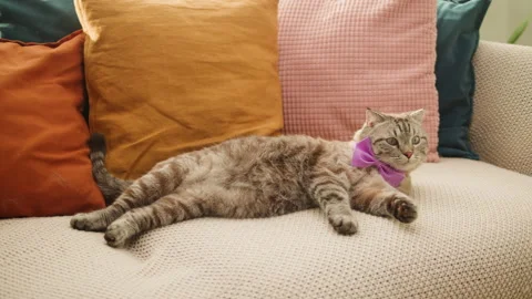 Cat lying on sofa close-up, Scottish Fold portrait. Domestic animal relaxing at Stock Footage 175819562