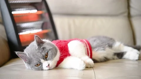 A cat lying on a sofa with an electric heater on back Stock Footage 168507024