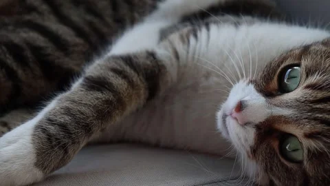 Cat Lying on the Sofa Stock Footage 325229207