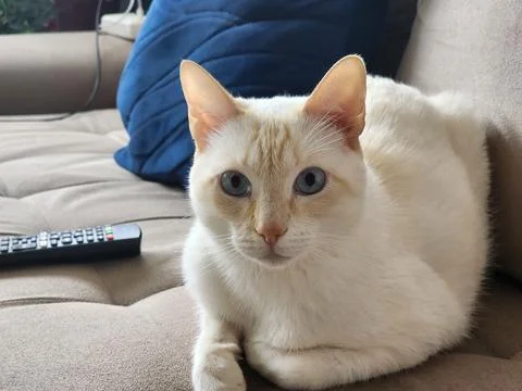 Cat lying on the sofa, looking ahead. Foto stock