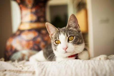Cat is lying on the sofa Stock Photos