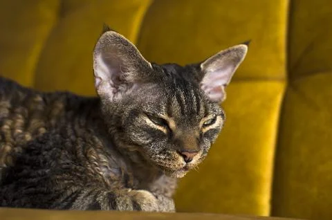 The cat is lying on the sofa Stock Photos