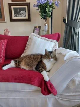 Cat Lying on the Sofa Stock Photos