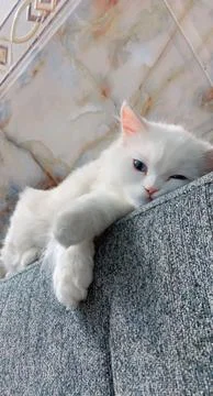 A cat lying on a sofa Stock Photos