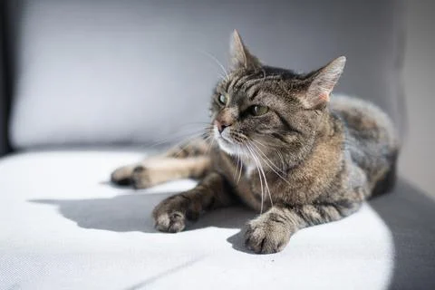 Cat lying on sofa in sunlight Stock Photos