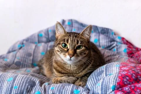 A cat is lying on a soft blanket on a bed, looking at the camera Stock Photos