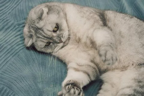 Cat lying on soft  blue blanket showing its relaxed pose and unique fur patte Stock Photos