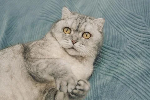 Cat lying on soft  blue blanket showing its relaxed pose and unique fur patte Stock-Fotos