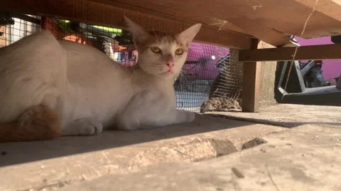 Cat Lying Still Looking Around Close Up Stock Footage 339521896