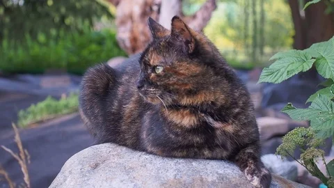 The cat is lying on the stone Stock Footage 93239211