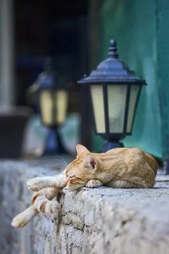 The cat is lying on the stone wall between the lanterns Foto stock