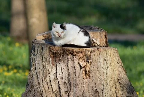 The cat is lying on a stump from a large tree in the park Stock-Fotos
