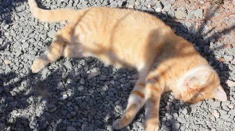 Cat lying in the sun Stock Footage 42417619