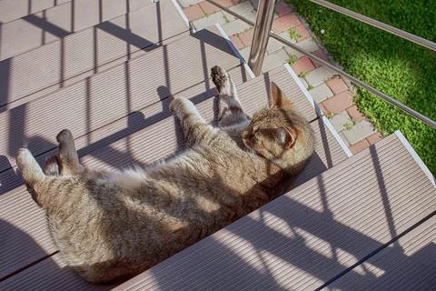 Cat lying in the sun on the staircase Stock-Fotos