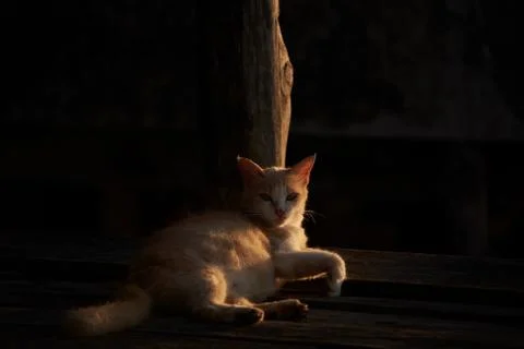 A cat lying with sunlight and shadow Stock Photos