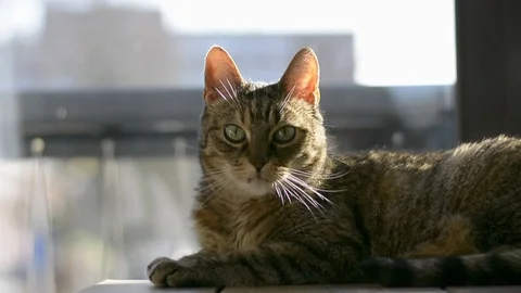 Cat is lying on the table in front of a window and is looking at the camera Stock Footage 126942213