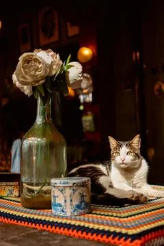 The cat is lying on the table next to a vase of flowers Stockfoto's