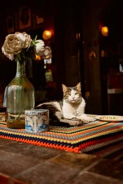 The cat is lying on the table next to a vase of flowers 写真素材