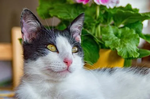Cat is lying on the table Stock Photos