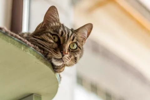 The cat is lying on the table Stock Photos
