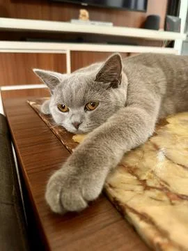 Cat lying on the table Stock Photos