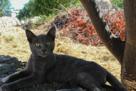 A Cat is Lying on the Tile Stock Photos