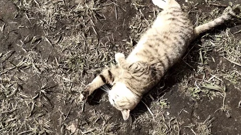 A cat lying on top of a dry grass field Stock Footage 128907133