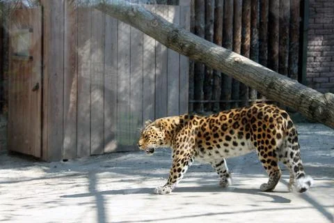 A cat lying on top of a leopard. leopard at the zoo Foto stock