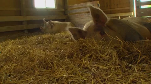 A cat lying on top of a pile of hay Stock Footage 155397336