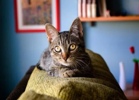 Cat lying on top of a sofa Stock Photos