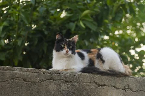 Cat lying on top of wall Stock Photos